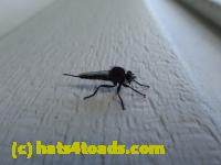 /home//u458753944/public_html/sourcegallery////////////////Insects and small critters/flies (Diptera)/P7100961.JPG